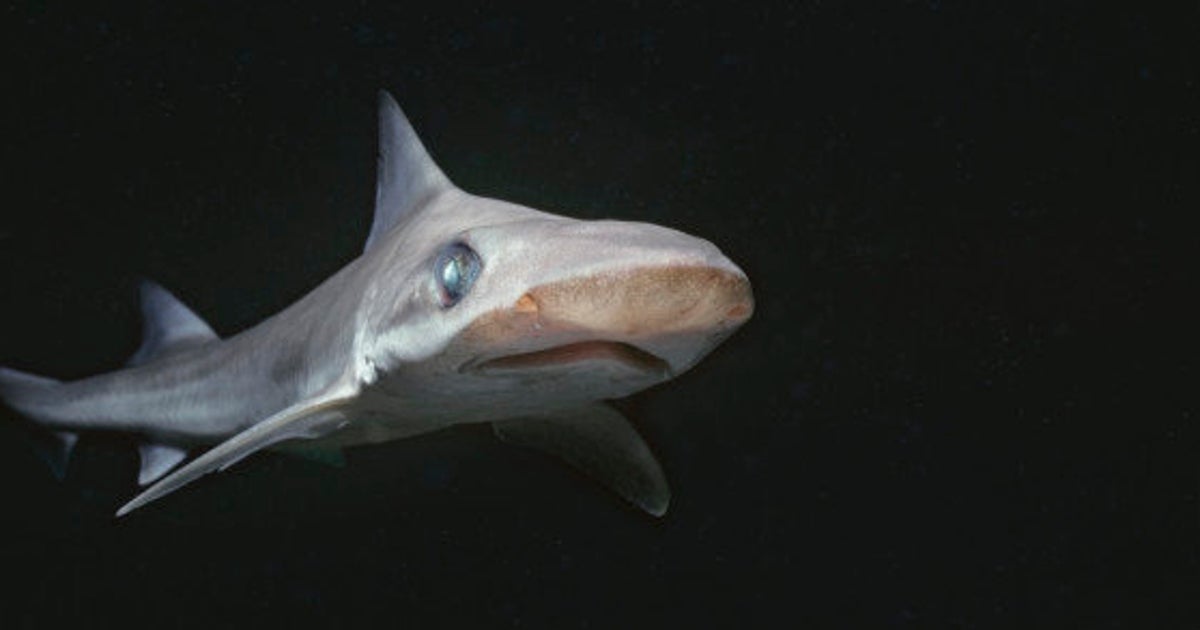深海ザメの異様な姿 メガマウスからミツクリザメまで 写真 動画ギャラリー ハフポスト 深海ザメの異様な姿 メガマウスからミツクリザメまで 写真 動画ギャラリー ハフポスト