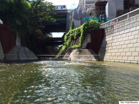 神田川にアユがいた 死の川 が美しく蘇った理由 新宿区に聞いてみた ハフポスト News