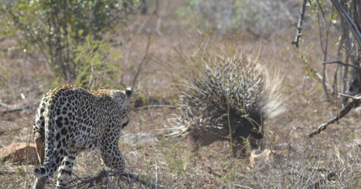ヤマアラシに手を出しちゃいけねえ ヒョウであってもだ 動画 ハフポスト