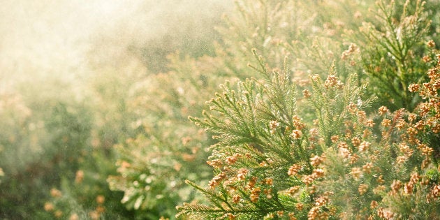 写真は花粉のイメージ画像です