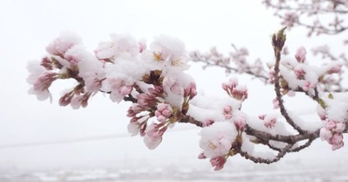 snowsakura すの桜