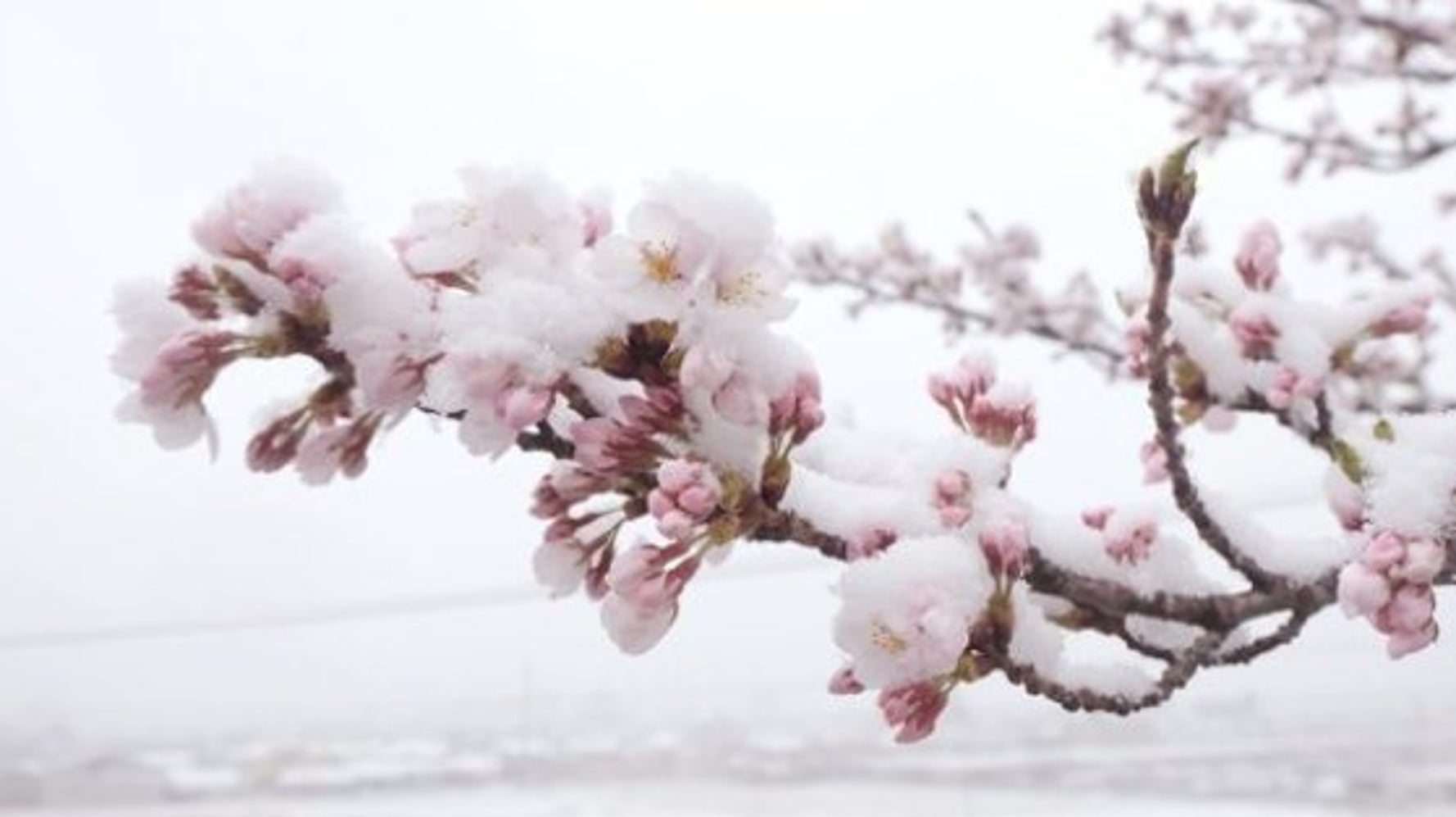 【雪桜】季節外れの冬将軍、可憐な花に恋をした | ハフポスト NEWS