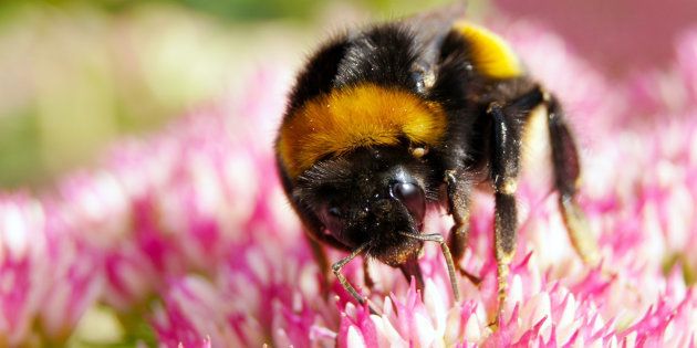 macro of a bumblebee on a flower