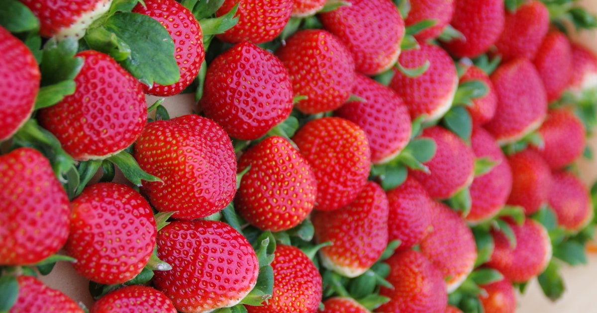 いちごさん」デビュー 佐賀県が7年かけて「理想のいちご」新品種を開発