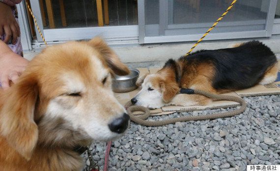 避難所には入れず、外で生活する避難者のペットの犬たち（2016年4月）
