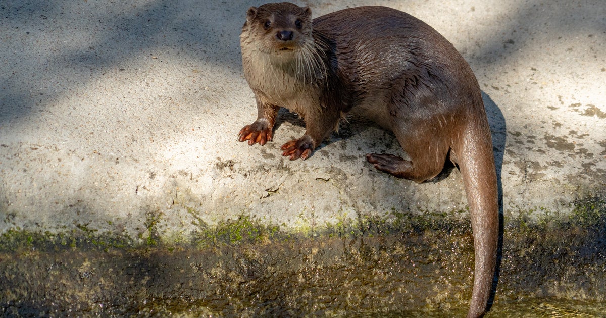 カワウソかわいい その声に隠れた現実 ハフポスト