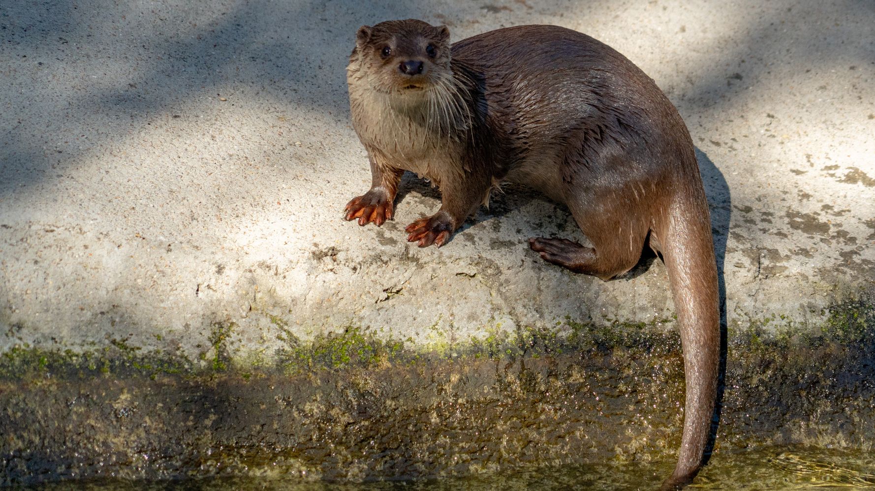 カワウソかわいい その声に隠れた現実 ハフポスト