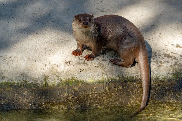 カワウソかわいい その声に隠れた現実 ハフポスト