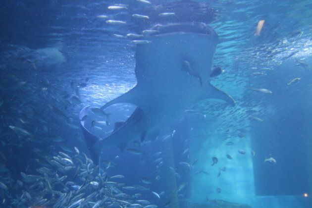 大水槽のジンベエザメ