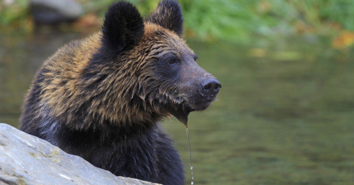 北海道のヒグマが草食化 シカを食べなくなった理由とは ハフポスト