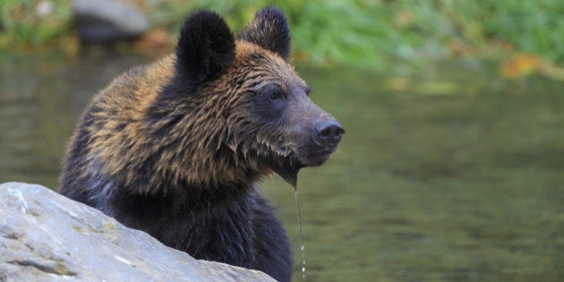 Japan, Hokkaido, Shikaoi-cho, Brown bear in river. (Photo by: JTB Photo/UIG via Getty Images)