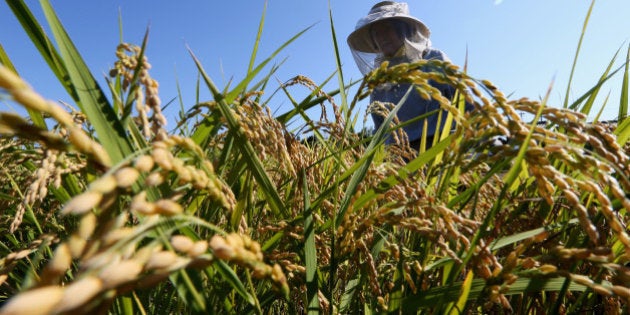 A farmer harvests rice in a paddy field in Sakura, Chiba Prefecture, Japan, on Tuesday, Aug. 27, 2013. Japan is self-sufficient in rice as the government imposes high tariffs on imports. Photographer: Tomohiro Ohsumi/Bloomberg via Getty Images