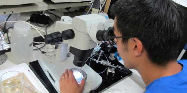 In this photo taken Wednesday, Oct. 29, 2014, scientist Ryosuke Yazawa uses a microscope as he demonstrates the technique for inserting bluefin tuna cells into mackerel fry that will be used as surrogates to produce tuna babies at a lab of the Tokyo University of Marine Science and Technology in Tateyama, southeast of Tokyo. Researchers at the lab are fine-tuning a technology to use mackerel surrogates to spawn the bluefin, a process he hopes will enable fisheries to raise the huge, torpedo-shaped fish more quickly and at lower cost than conventional aquaculture. The aim: to relieve pressure on wild fish stocks while preserving vital genetic diversity. (AP Photo/Elaine Kurtenbach)