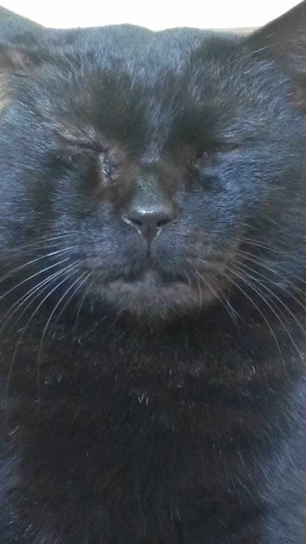10月27日は 黒猫の日 黒猫というすばらしく美しい生き物をお祝いする日です ハフポスト News