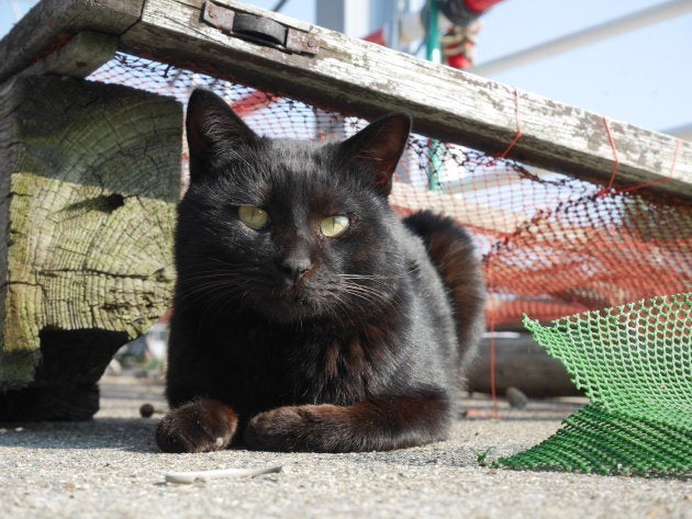 10月27日は 黒猫の日 黒猫というすばらしく美しい生き物をお祝いする日です ハフポスト News