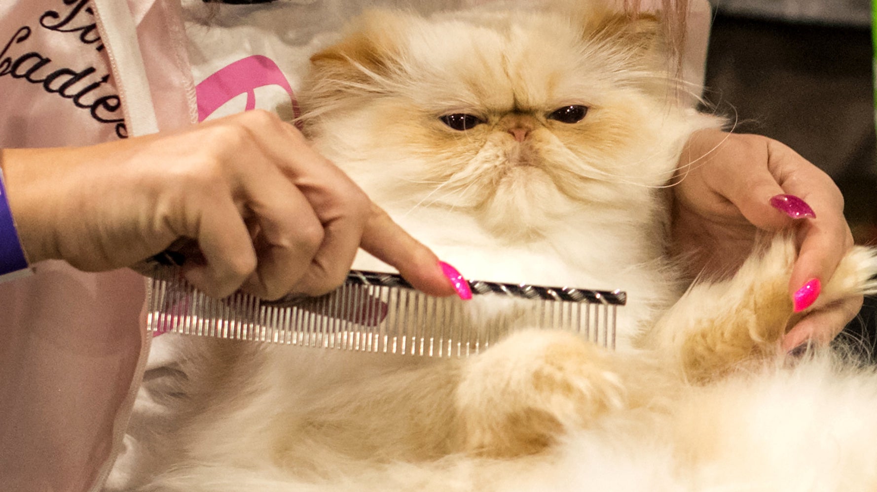 もふもふの猫さま800匹が集結 ヨーロッパ最大の猫選手権の選手たちが可愛すぎる ハフポスト News