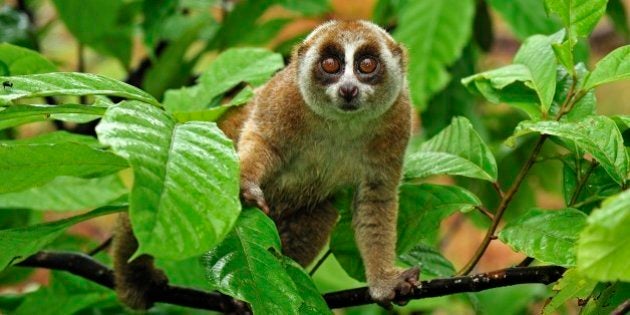 Sunda Slow Loris (Nycticebus coucang), Gunung Leuser National Park, Northern Sumatra, Indonesia