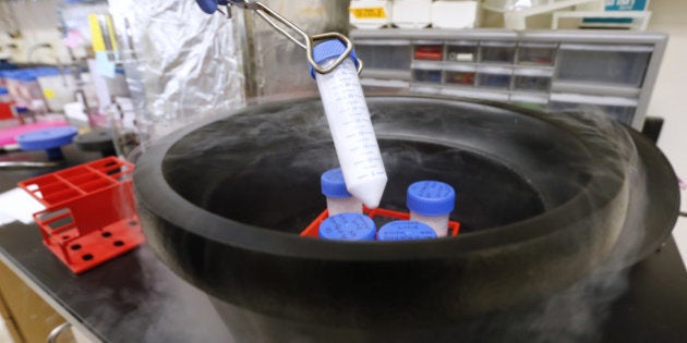 SALT LAKE CITY, UT - OCTOBER 14: Peptide's are frozen with liquid nitrogen to store them until they are used to see if they are a potential new drug candidates for testing against a part of Ebola that is vulnerable to drugs, at the University of Utah on October 14, 2014 in Salt Lake City, Utah. Dr. Michael Kay says this breakthrough if proven to be effective, won't help the current outbreak of Ebola but he hopes it will be able to prevent the next one in the coming years on all the strains of Ebola not just one. (Photo by George Frey/Getty Images)