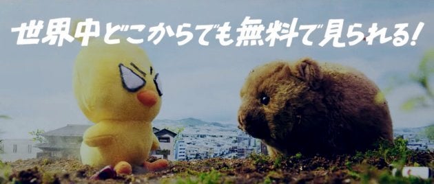 対決するひよこちゃんとウォンバット