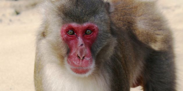 高崎山自然動物園の猿