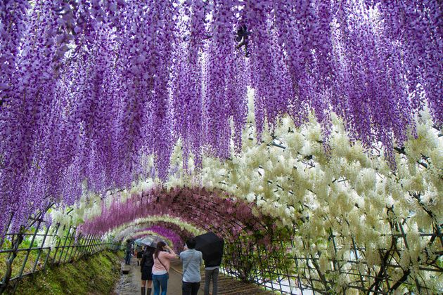 日本の 藤の名所 が海外で絶賛される 地球上で最も美しい場所 ハフポスト