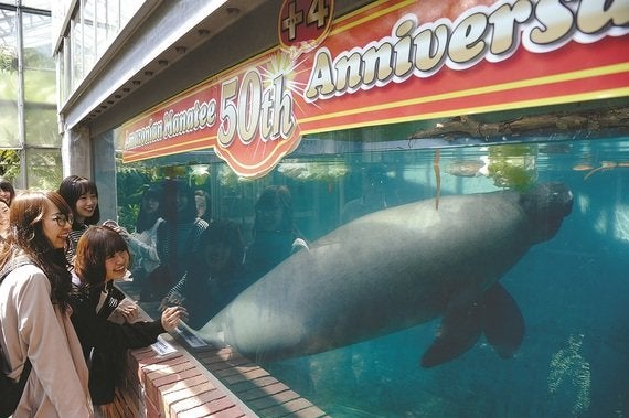 飼育48年のご長寿アマゾンマナティー ぼくちゃん に名前を 静岡 熱川バナナワニ園 ハフポスト News