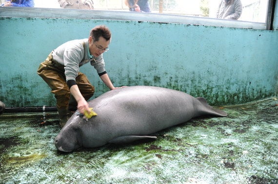 飼育48年のご長寿アマゾンマナティー ぼくちゃん に名前を 静岡 熱川バナナワニ園 ハフポスト News