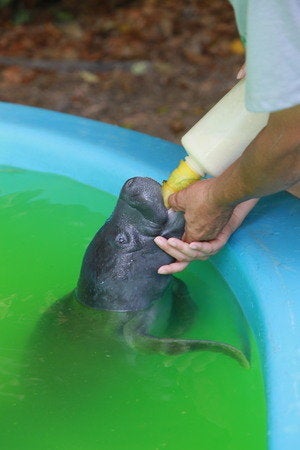 飼育48年のご長寿アマゾンマナティー ぼくちゃん に名前を 静岡 熱川バナナワニ園 ハフポスト News