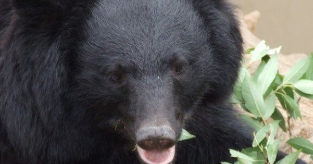 島根・匹見町でのクマ・プロジェクト、「住民参加」で電気柵の