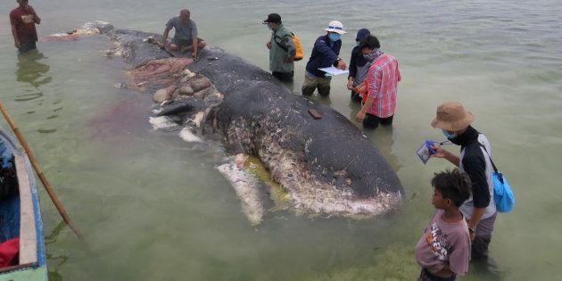 インドネシアで見つかったクジラ