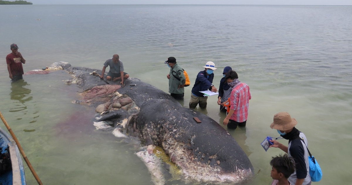 死んだクジラのお腹から大量のプラスチック見つかる ポリ袋やカップなど1000点以上 ハフポスト