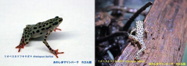 絶滅したと考えられていた南米秘境のカエル 日本で繁殖に挑戦 あわしまマリンパーク クラウドファンディングで支援募る ハフポスト