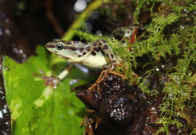 絶滅したと考えられていた南米秘境のカエル 日本で繁殖に挑戦 あわしまマリンパーク クラウドファンディングで支援募る ハフポスト