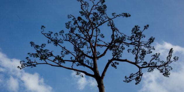 UNSPECIFIED, JAPAN - MARCH 10: A day before the 4th anniversary of the Great Eastern Earthquake and Tsunami, the fake branches of the miracle tree are seen on March 10, 2015 in Rikuzentakata, Iwate, Japan. Four years on, restoration of the earthquake and tsunami devastated area continues, many of the areas heavily devastated now resemble massive construction sites with large mountains of soil being brought in to raise the areas higher above sea level before rebuilding can commence. (Photo by Chris McGrath/Getty Images)