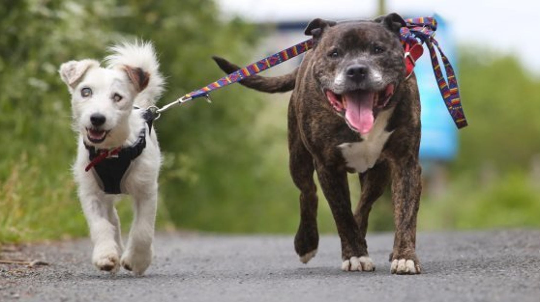 盲目の友達のために 自ら 目 となる犬がいた ハフポスト News