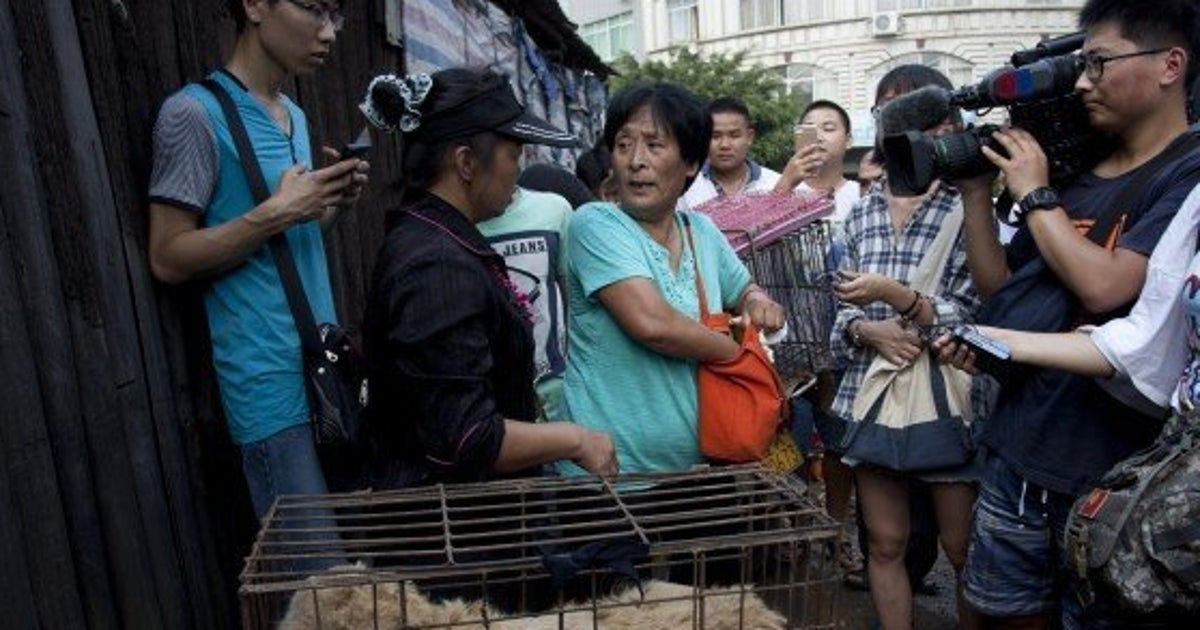 犬肉祭」で売りに出されていた100匹の犬に救世主、中国人女性が 犬肉祭」で売りに出されていた100匹の犬に救世主、中国人女性が
