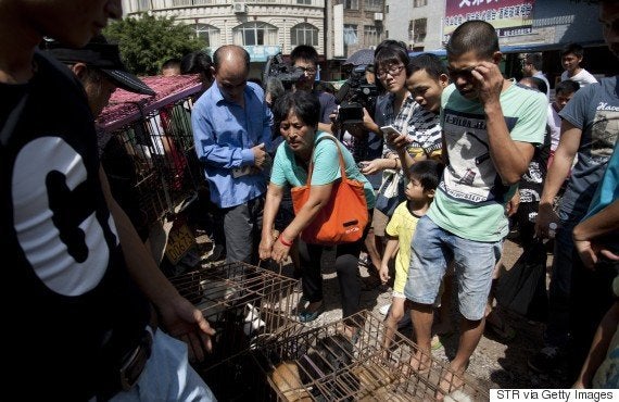 犬肉祭 で売りに出されていた100匹の犬に救世主 中国人女性が買い取る 動画 画像 ハフポスト