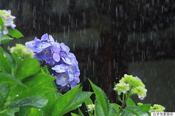 日本人は 梅雨 つゆ が好き こんなにたくさんある 梅雨 がつく季語 ハフポスト