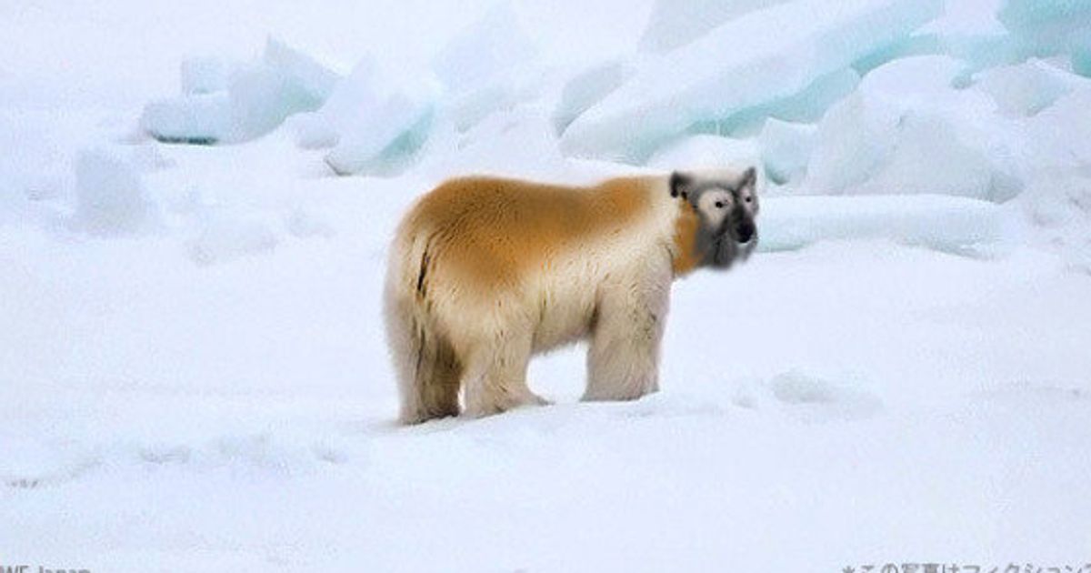 WWF、南極大陸で新種、ナンキョクグマを発見！ ＊ご注意：エイプリル・フール記事としての発信です | ハフポスト NEWS