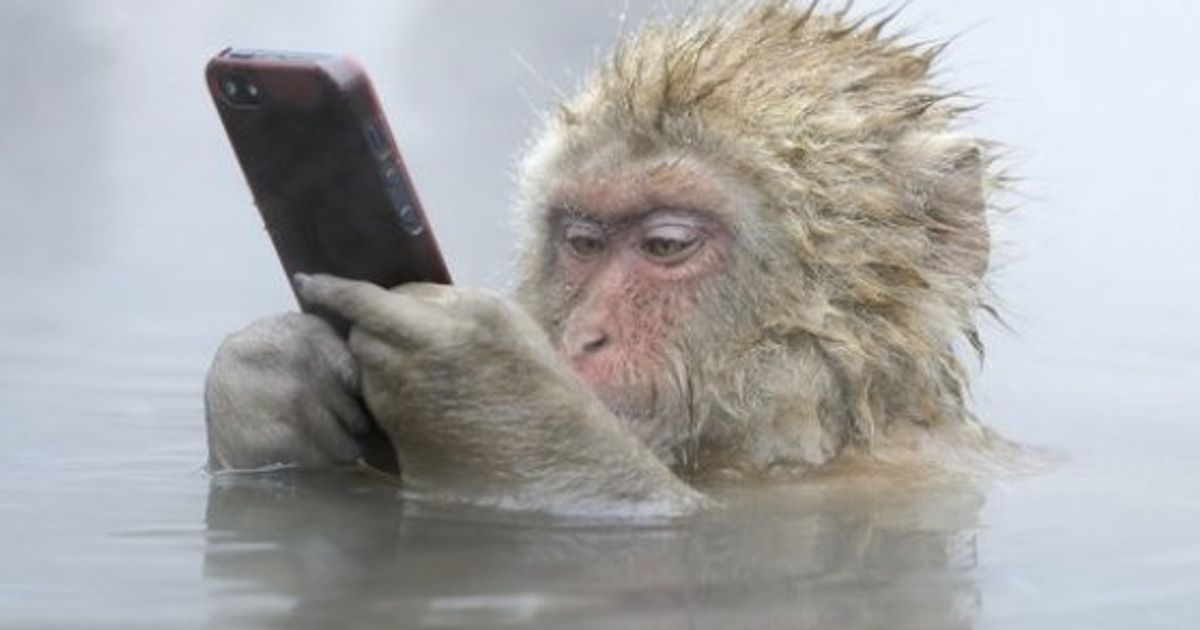 サルが温泉につかりながらiphoneを 野生生物写真コンテスト ノミネート作品10選 ハフポスト