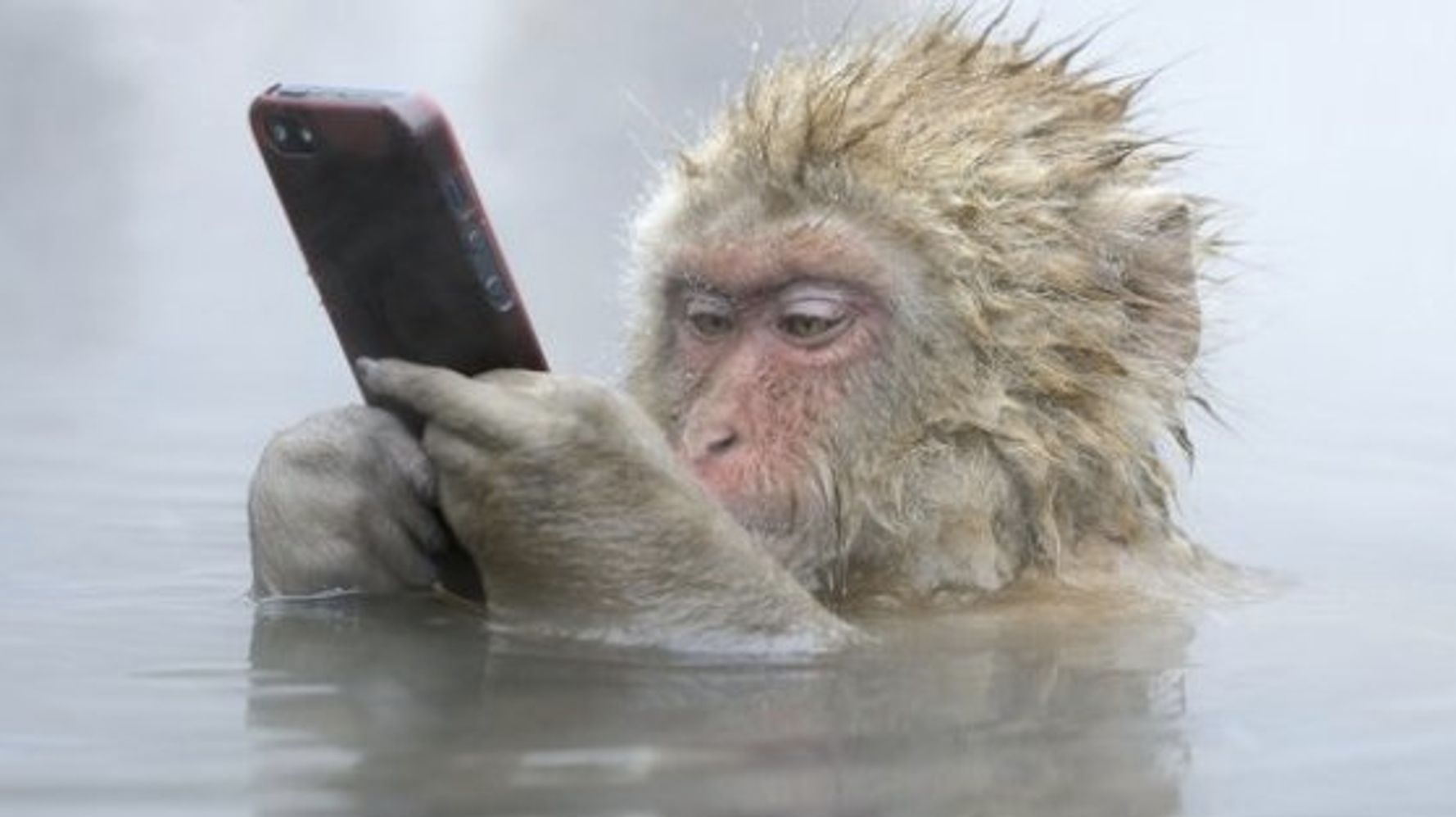 サルが温泉につかりながらiphoneを 野生生物写真コンテスト ノミネート作品10選 ハフポスト News