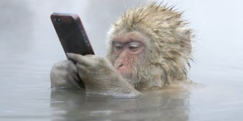 サルが温泉につかりながらiPhoneを...「野生生物写真コンテスト」ノミネート作品10選 | ハフポスト NEWS