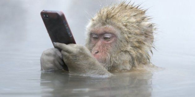 サルが温泉につかりながらiphoneを 野生生物写真コンテスト ノミネート作品10選 ハフポスト News