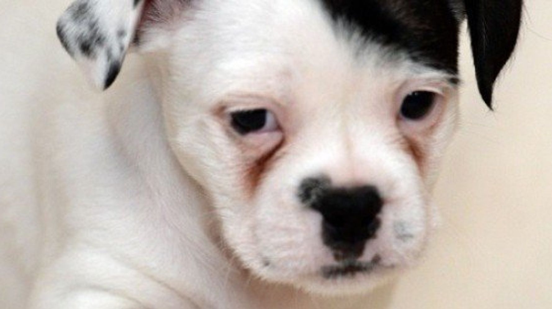 ヒトラーにそっくりな子犬 発見される ハフポスト News