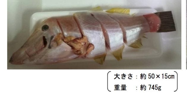 売れ残っていたソウシハギとみられる魚