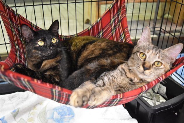 TNR日本動物福祉病院で保護されている猫たち
