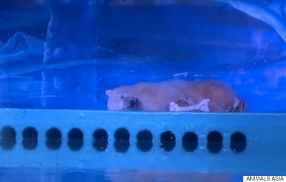 中国には 世界で最も悲惨な動物園 がある 逃げ場のないシロクマの悲惨な姿は 画像 ハフポスト News