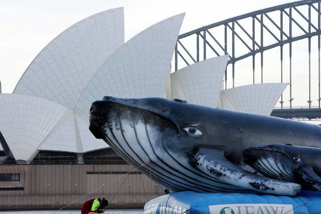 オーストラリア・シドニー湾で行われたクジラ保護団体の反捕鯨の海上デモ（2006年撮影）