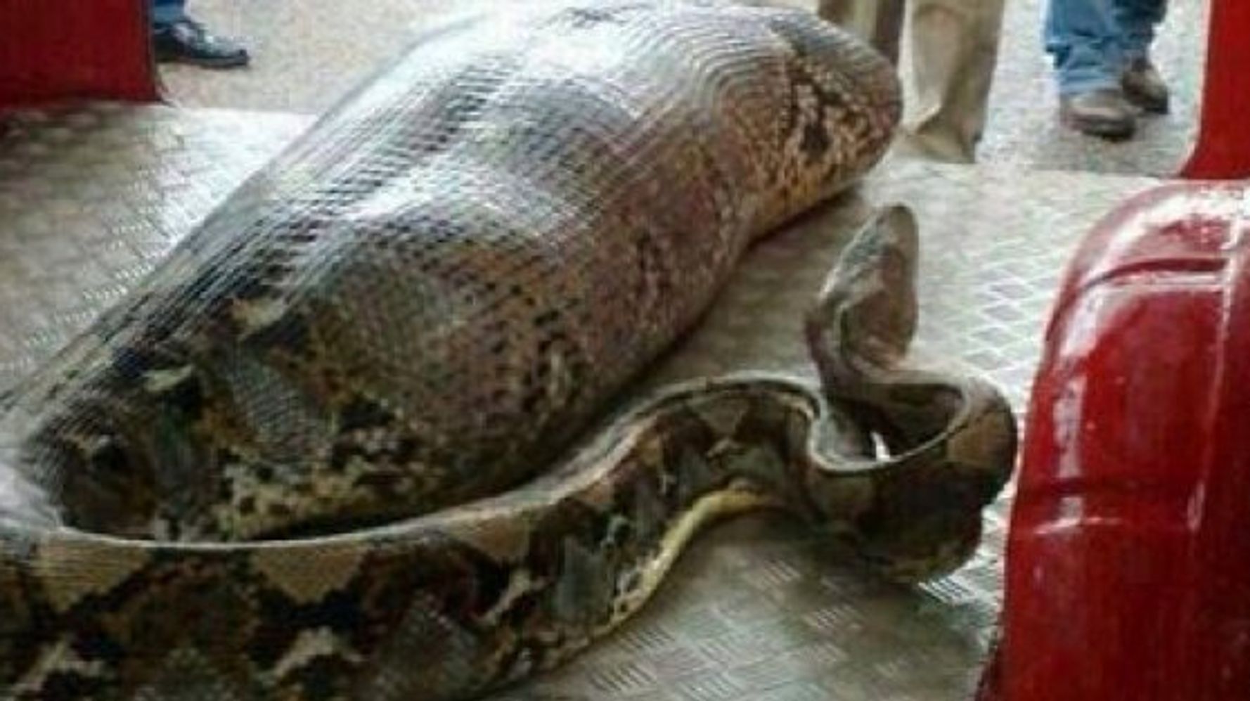巨大ニシキヘビが人を丸呑みした写真 は本物か ハフポスト News