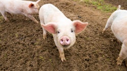 ブタはチンパンジーと同じくらい知能が高い　仲間を出し抜きパズルも解く（研究結果）